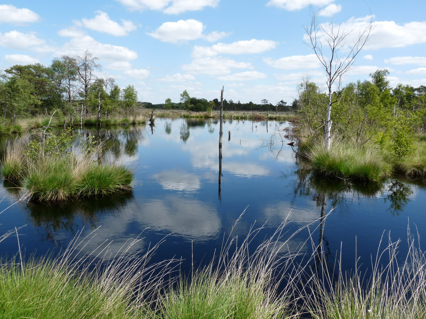 Ehemaliger Torfstich im Pietzmoor bei Schneverdingen