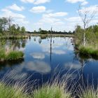 Ehemaliger Torfstich im Pietzmoor bei Schneverdingen