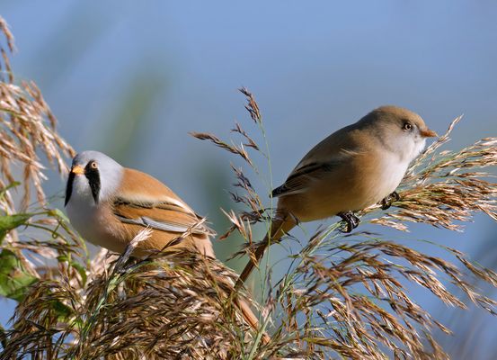 Ehepaar Bartmeise  (Panurus biarmicus) - Gemeinsames Frühstück