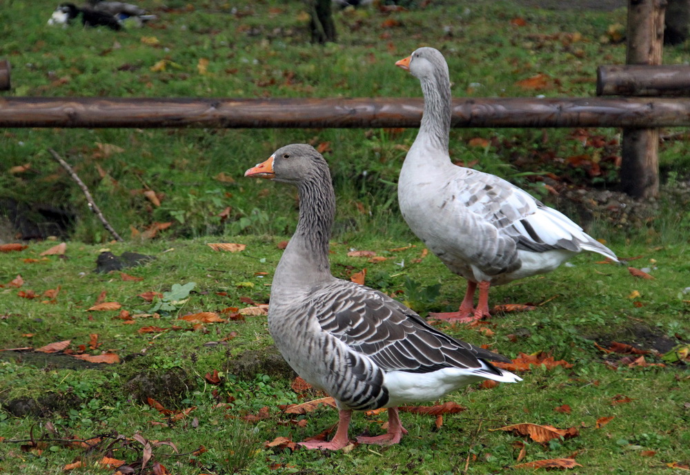 Ehepaar Gänserich