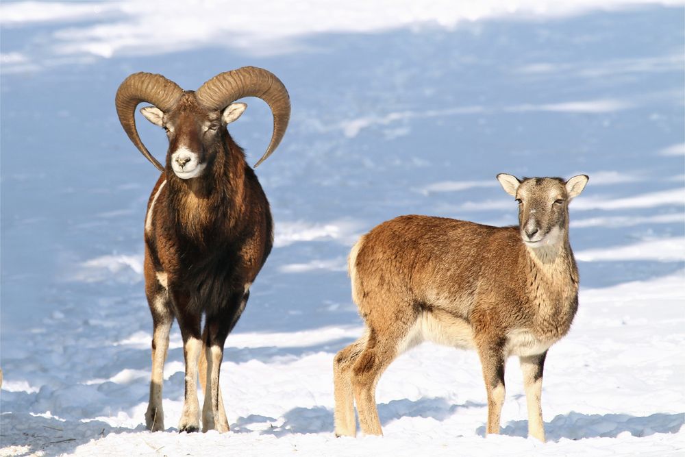 "Ehepaar" Mufflon im Schnee