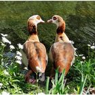 Ehepaar Nilgans 