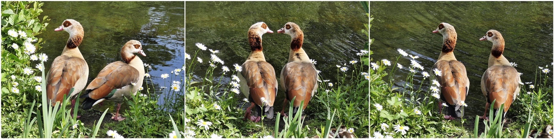 Ehepaar Nilgans 