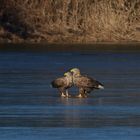 Ehepaar Seeadler (Haliaeetus albicilla) auf dem Eis