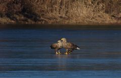 Ehepaar Seeadler (Haliaeetus albicilla) auf dem Eis