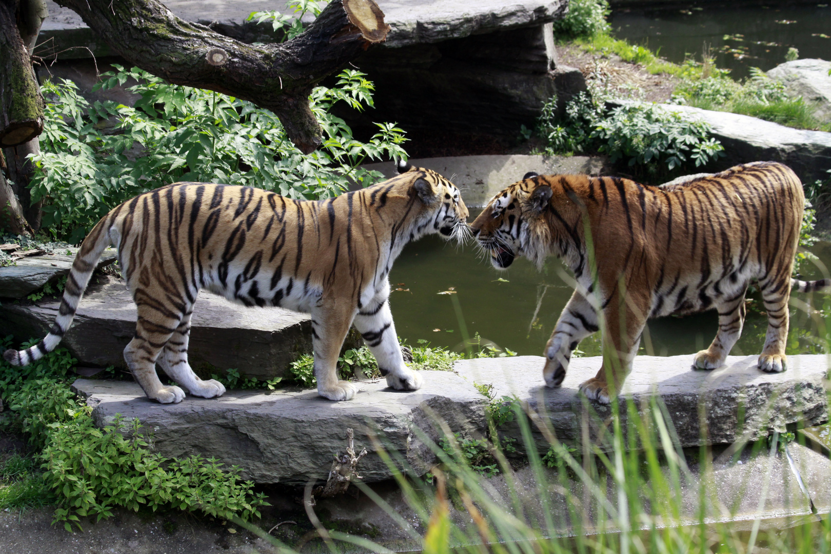 Ehepaar Sibrische Tiger im Kölner Zoo.