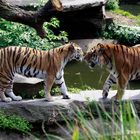 Ehepaar Sibrische Tiger im Kölner Zoo.