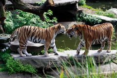 Ehepaar Sibrische Tiger im Kölner Zoo.