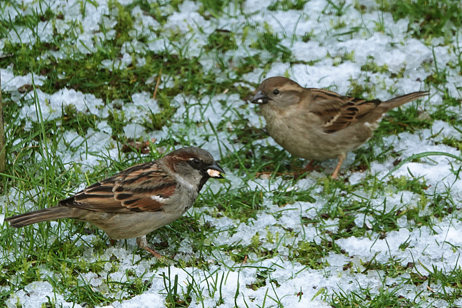 Ehepaar Spatz gemeinsam auf Futtersuche im Schnee