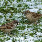 Ehepaar Spatz gemeinsam auf Futtersuche im Schnee