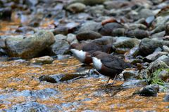 Ehepaar Wasseramseln ( Cinclus cinclus) - Doku - 