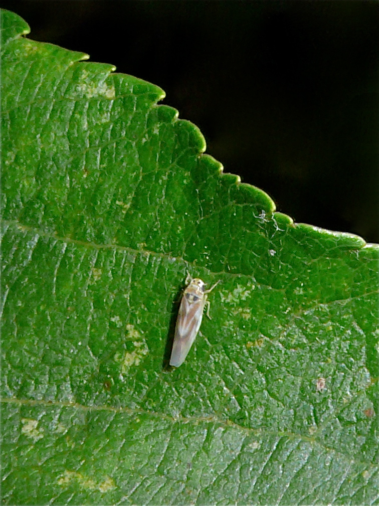 Eher nicht die 3 mm lange Pfriemenblattzikade (Arboridia simillima) . . .