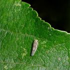 Eher nicht die 3 mm lange Pfriemenblattzikade (Arboridia simillima) . . .