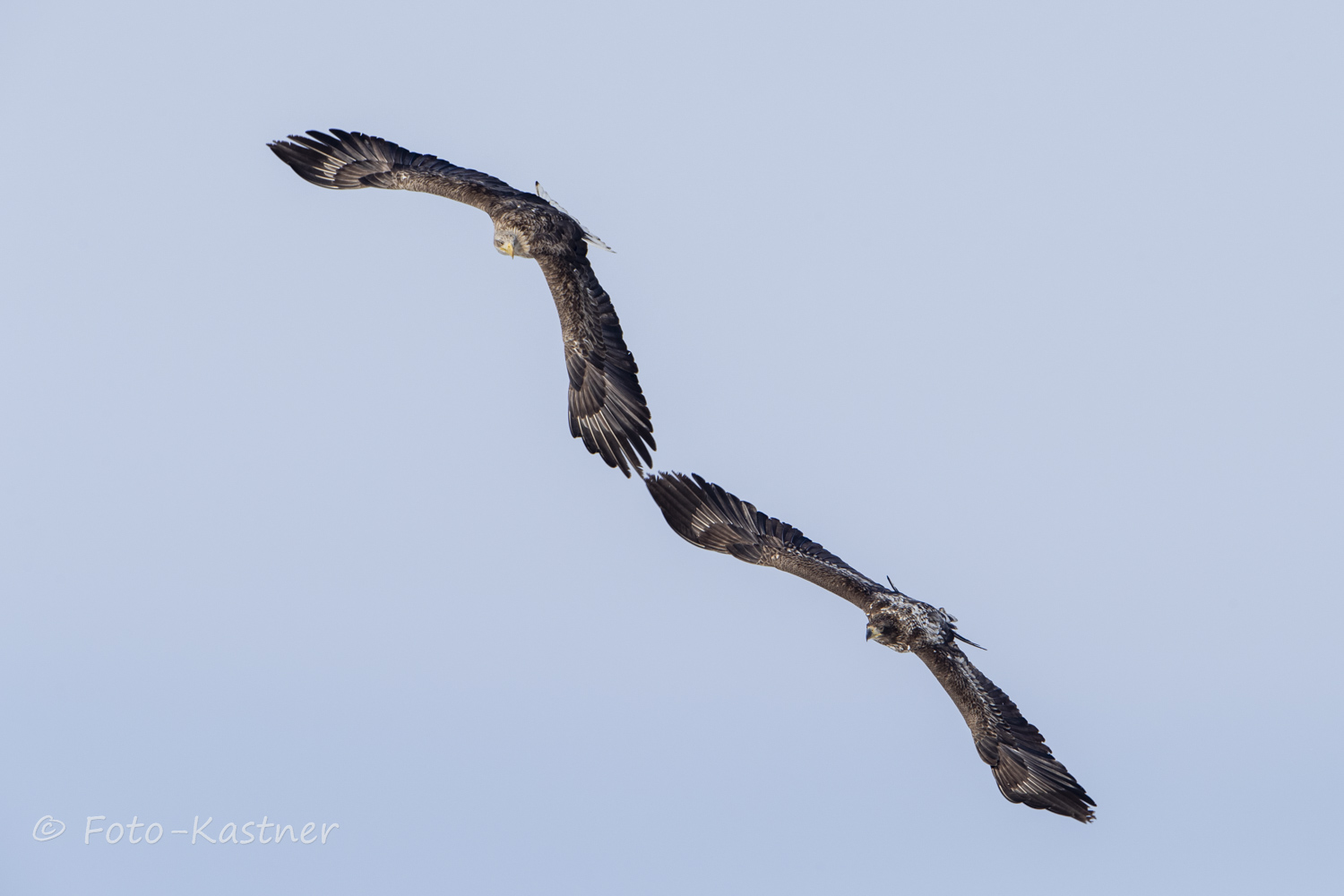 Eher sehr selten so zu sehen: Alt und Jung - Seeadler (Haliaeetus albicilla) 