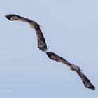 Eher sehr selten so zu sehen: Alt und Jung - Seeadler (Haliaeetus albicilla) 