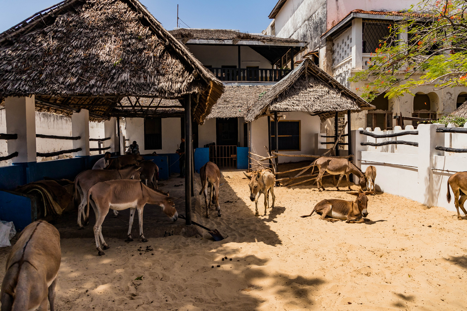 eher selten: das eselkrankenhaus auf der insel lamu