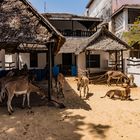 eher selten: das eselkrankenhaus auf der insel lamu