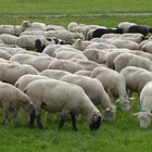 Eher selten, geflecktes Schaf