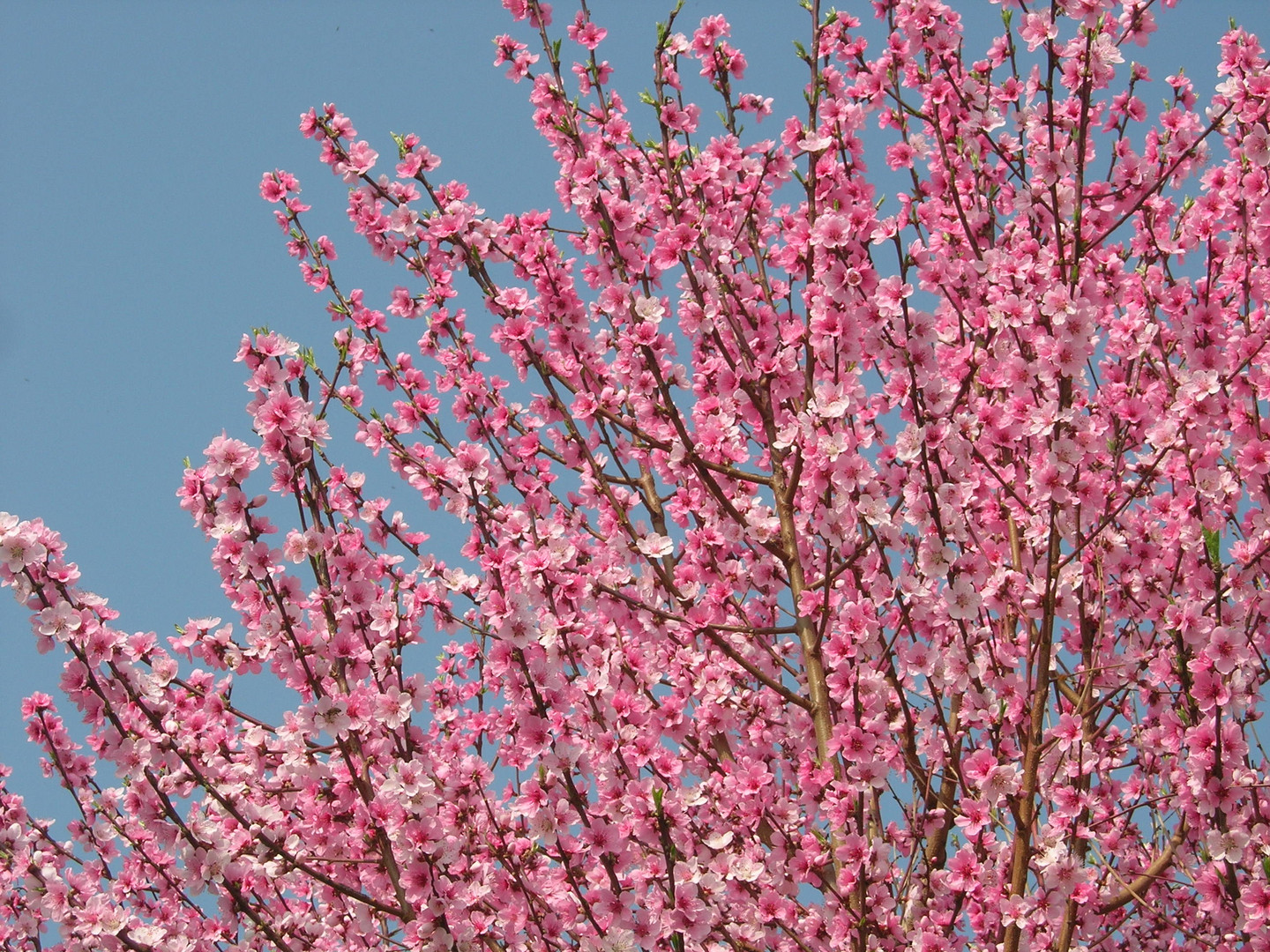 ...eh.....la primavera......