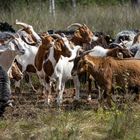 ehrenamtliche Helfer im Tister Bauernmoor