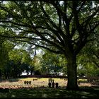 Ehrenfriedhof