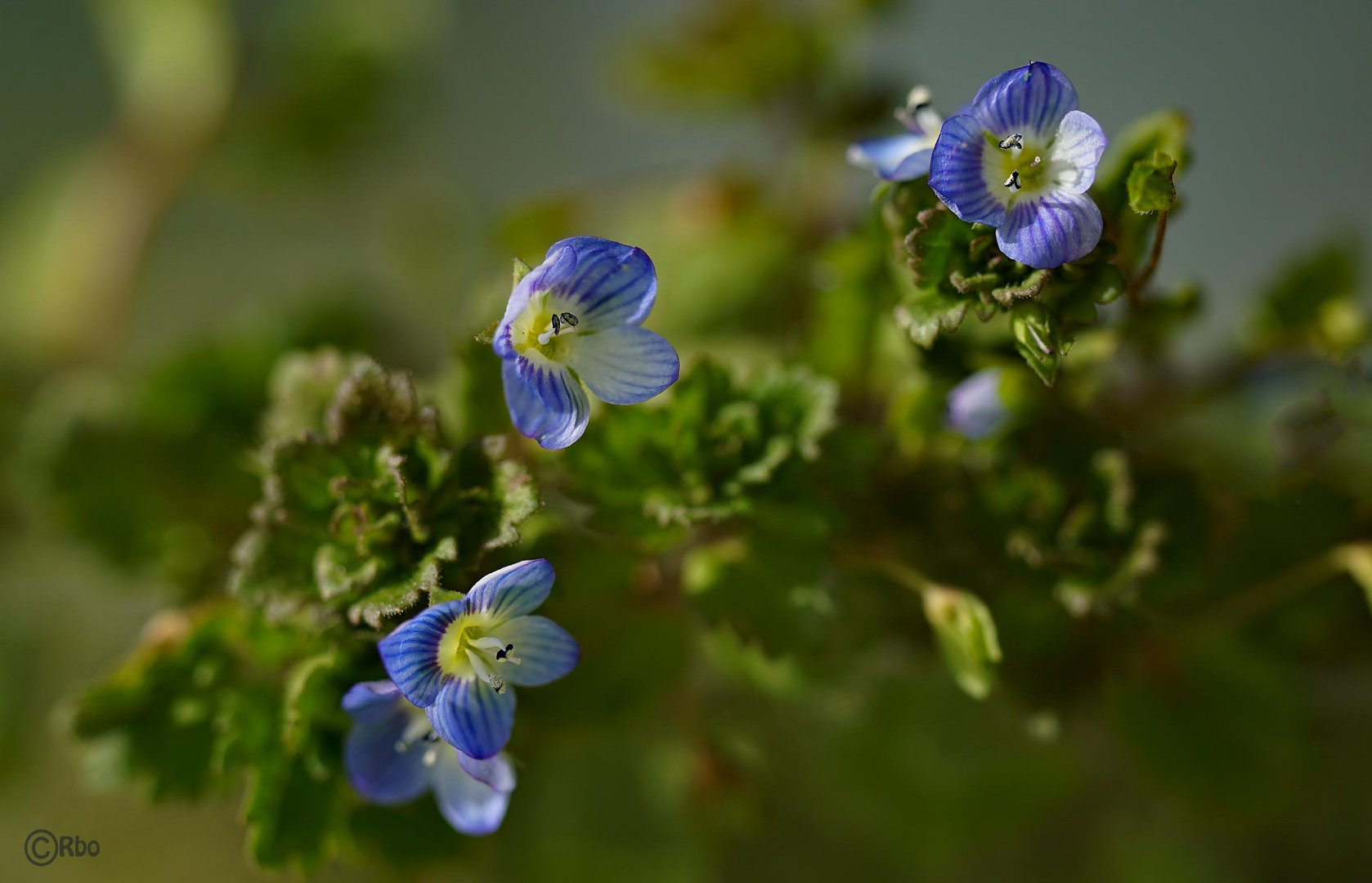 Ehrenpreis Foto & Bild abstraktes, pflanzen, pilze & flechten, blüten