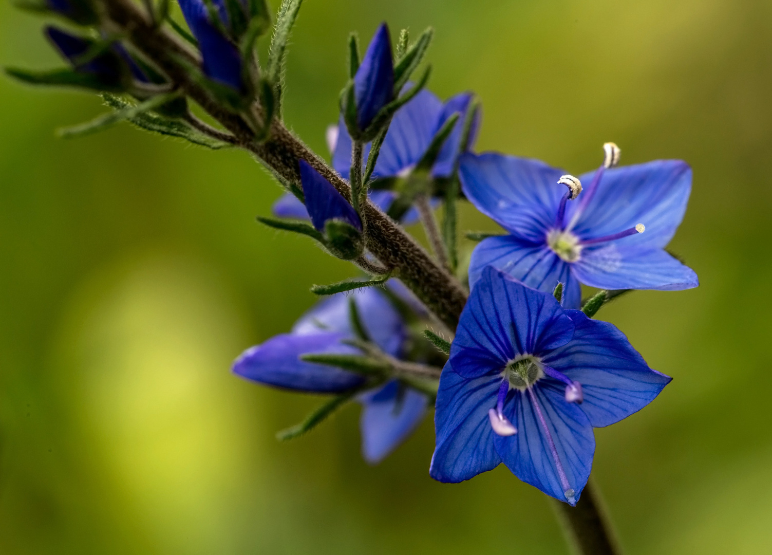 Ehrenpreis Foto & Bild pflanzen, pilze & flechten, blüten