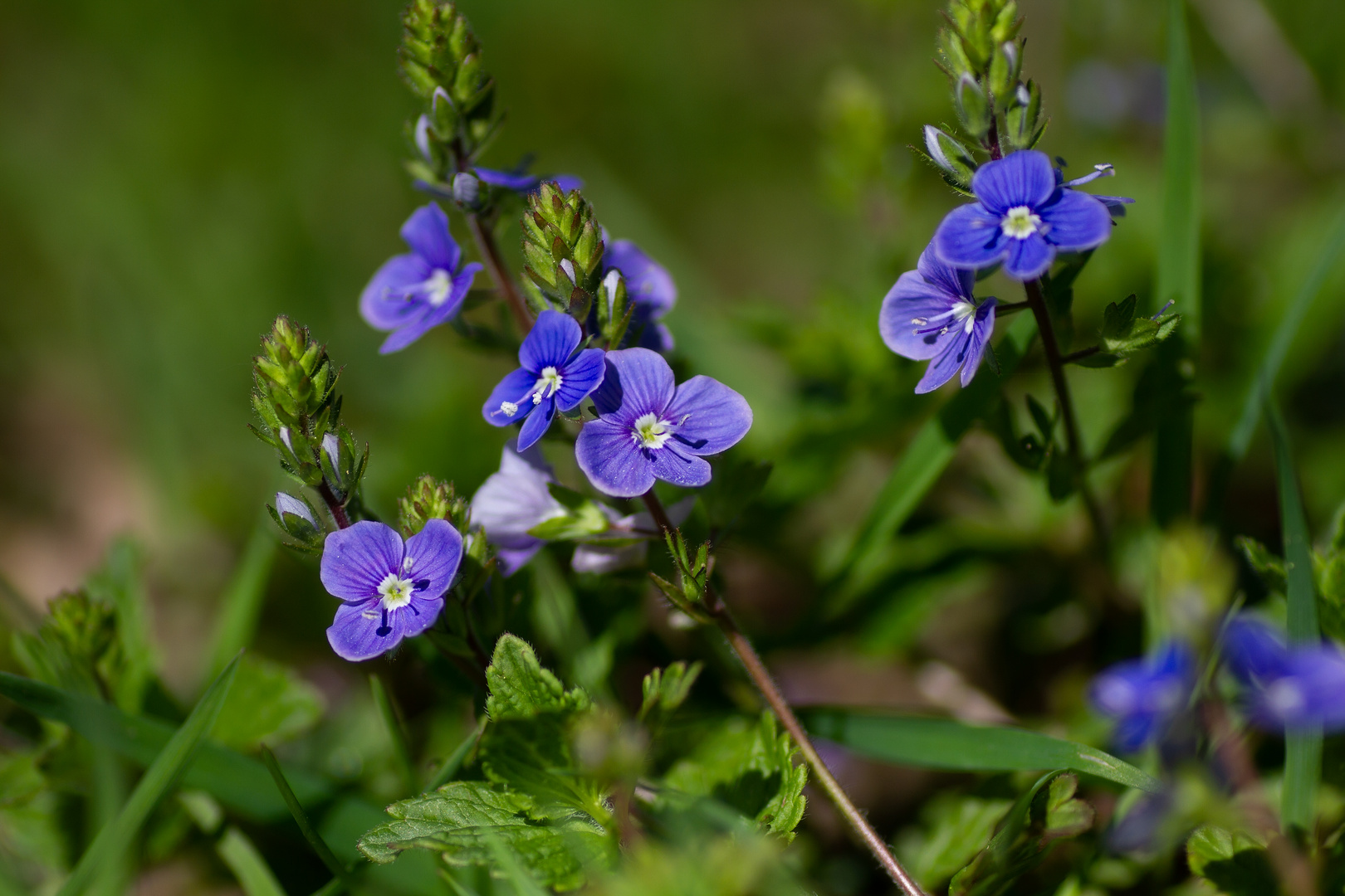 Ehrenpreis Foto & Bild pflanzen, pilze & flechten, blüten
