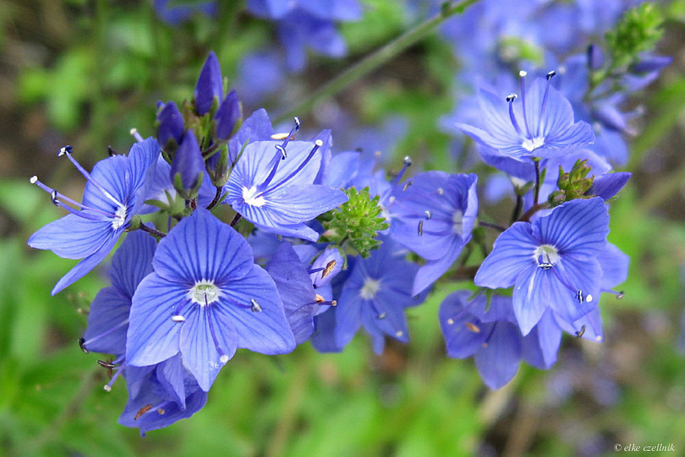 Ehrenpreis Foto & Bild pflanzen, pilze & flechten, blüten