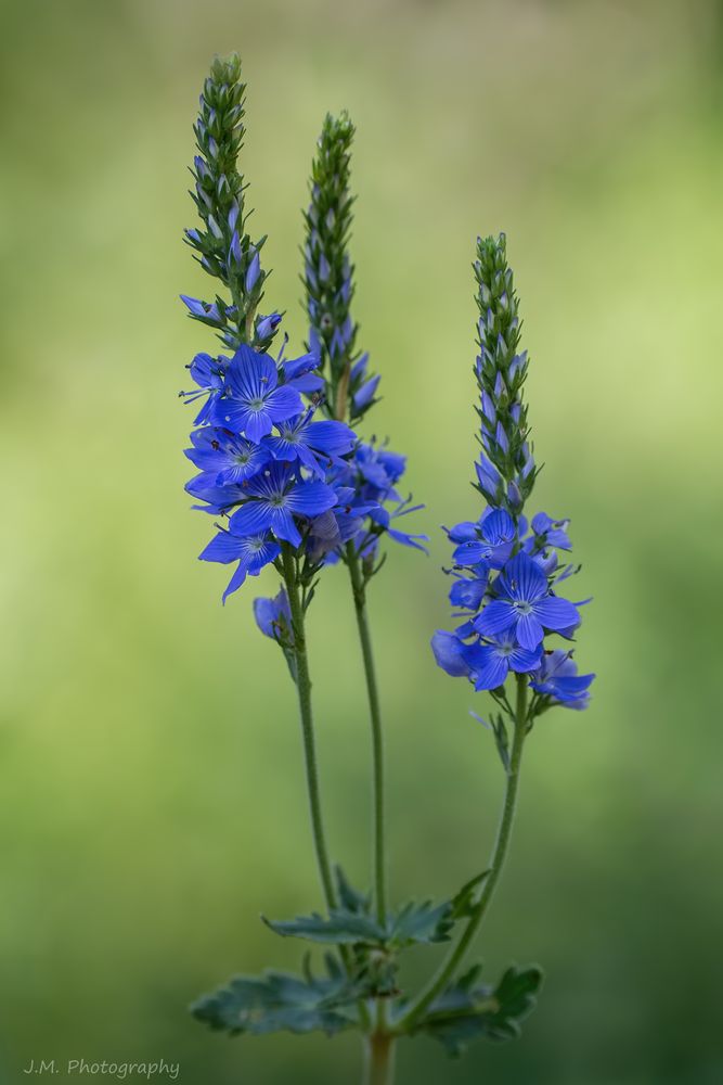 Ehrenpreis Foto & Bild pflanzen, pilze & flechten, blüten
