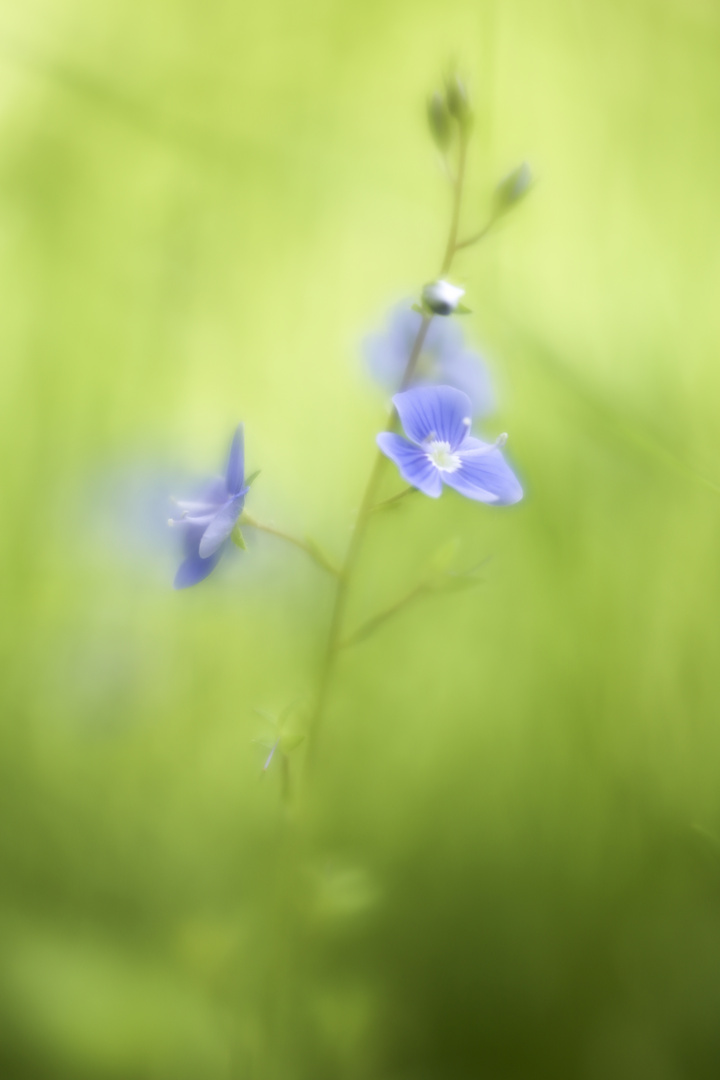 Ehrenpreis, das kleine, wilde aus der Wiese