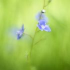 Ehrenpreis, das kleine, wilde aus der Wiese