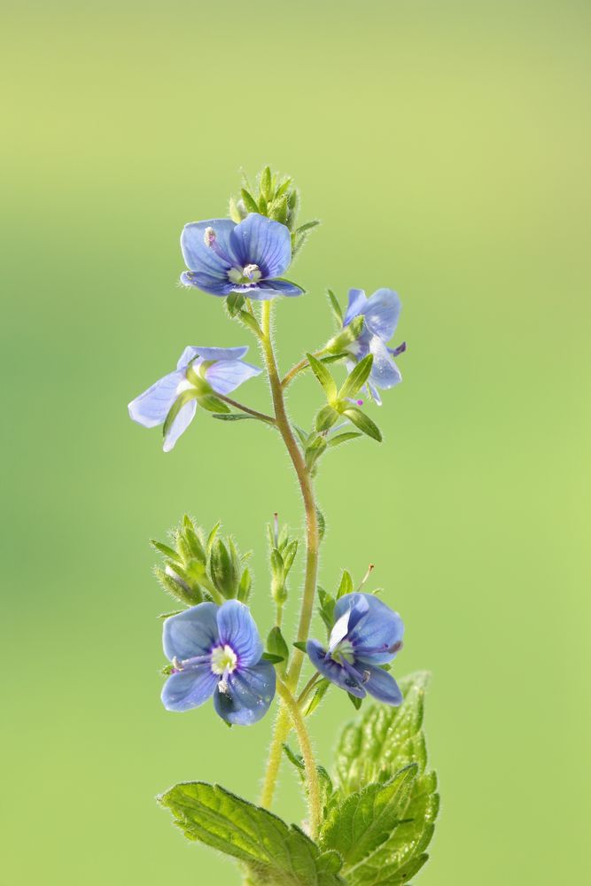 Ehrenpreis I (Veronica-officinalis) 2.JPG