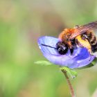 Ehrenpreis mit Bienchen