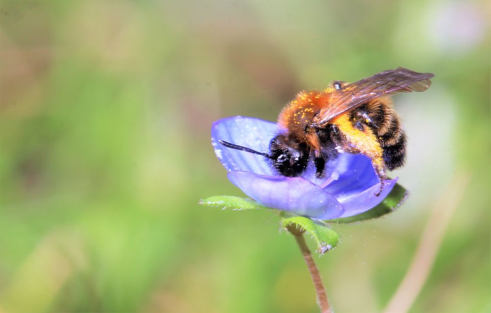 Ehrenpreis mit Bienchen