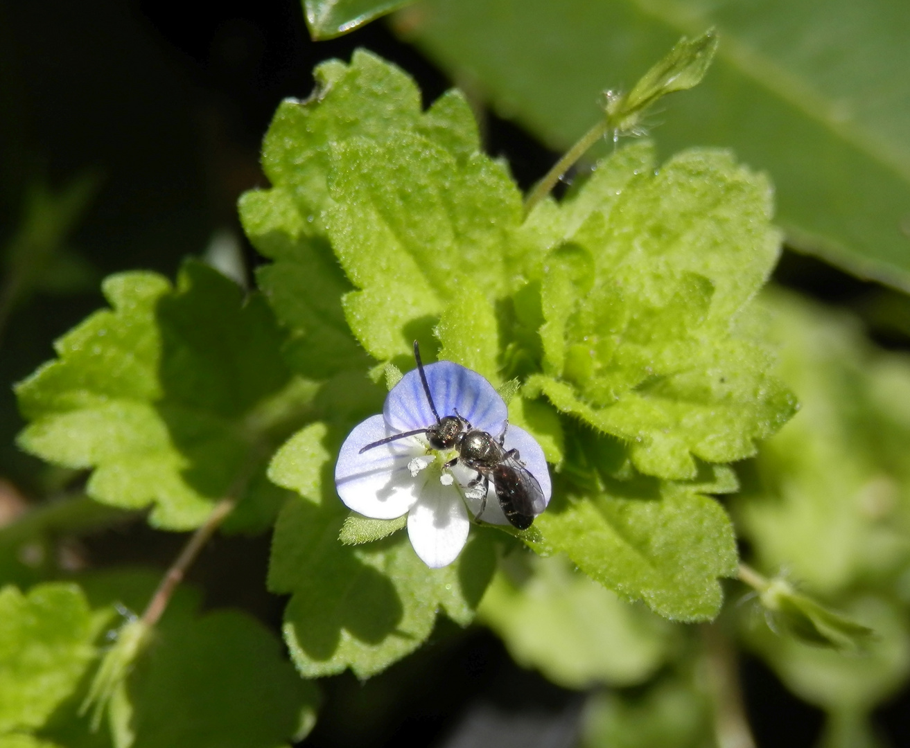 Ehrenpreis-Sandbiene (Andrena viridescens) auf Acker-Ehrenpreis