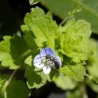 Ehrenpreis-Sandbiene (Andrena viridescens) auf Acker-Ehrenpreis