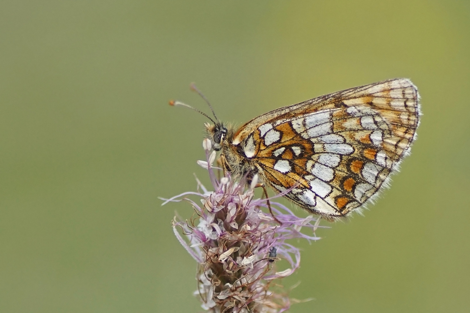 Ehrenpreis-Scheckenfalter (Melitaea aurelia)