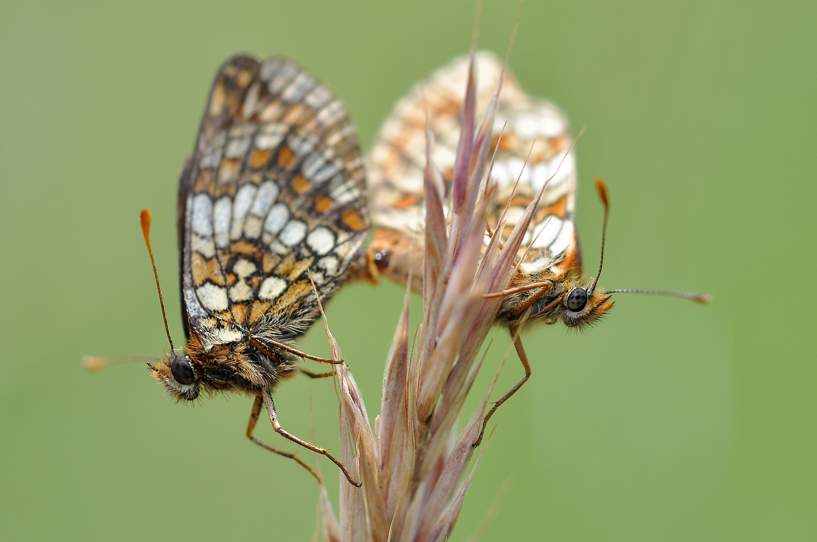 Ehrenpreis-Scheckenfalter (Melitaea aurelia); (1/2)