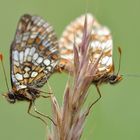 Ehrenpreis-Scheckenfalter (Melitaea aurelia); (1/2)