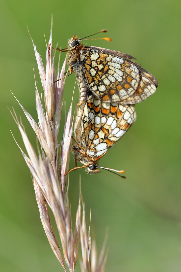 Ehrenpreis-Scheckenfalter (Melitaea aurelia); (2/2)