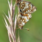 Ehrenpreis-Scheckenfalter (Melitaea aurelia); (2/2)