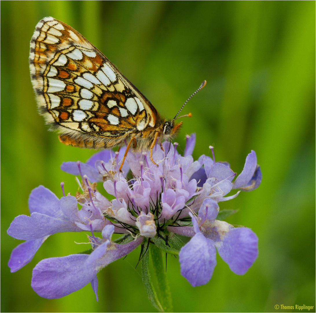 Ehrenpreis-Scheckenfalter (Melitaea aurelia)