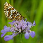 Ehrenpreis-Scheckenfalter (Melitaea aurelia)