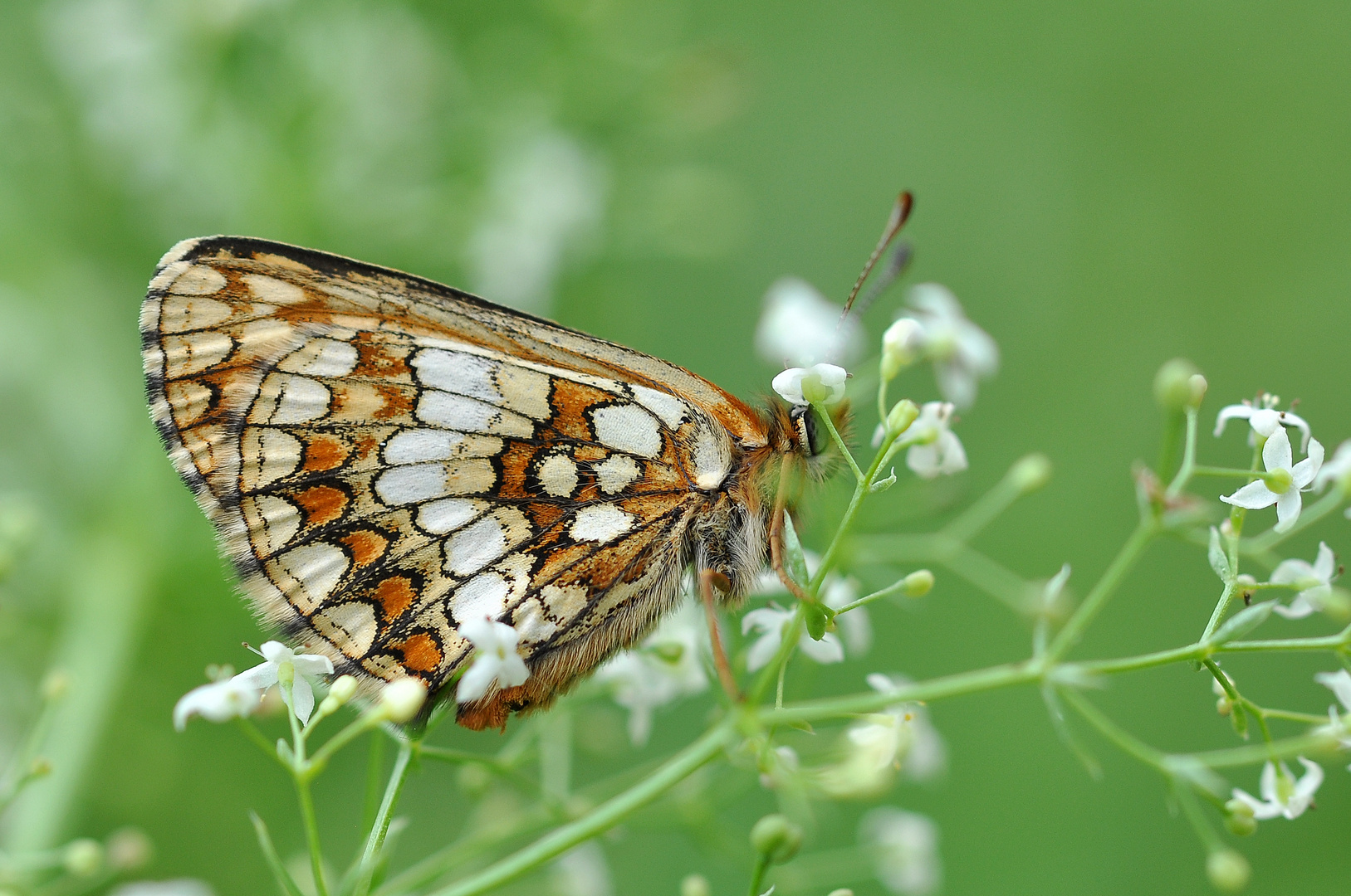 Ehrenpreis-Scheckenfalter (Melitaea aurelia); der 3.