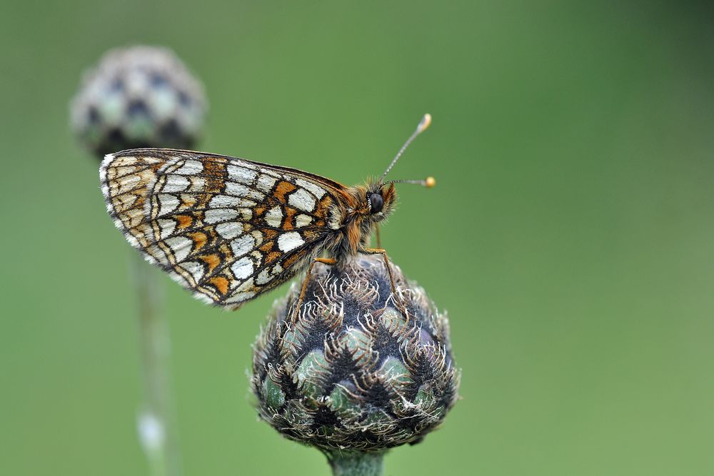 Ehrenpreis-Scheckenfalter (Melitaea aurelia)