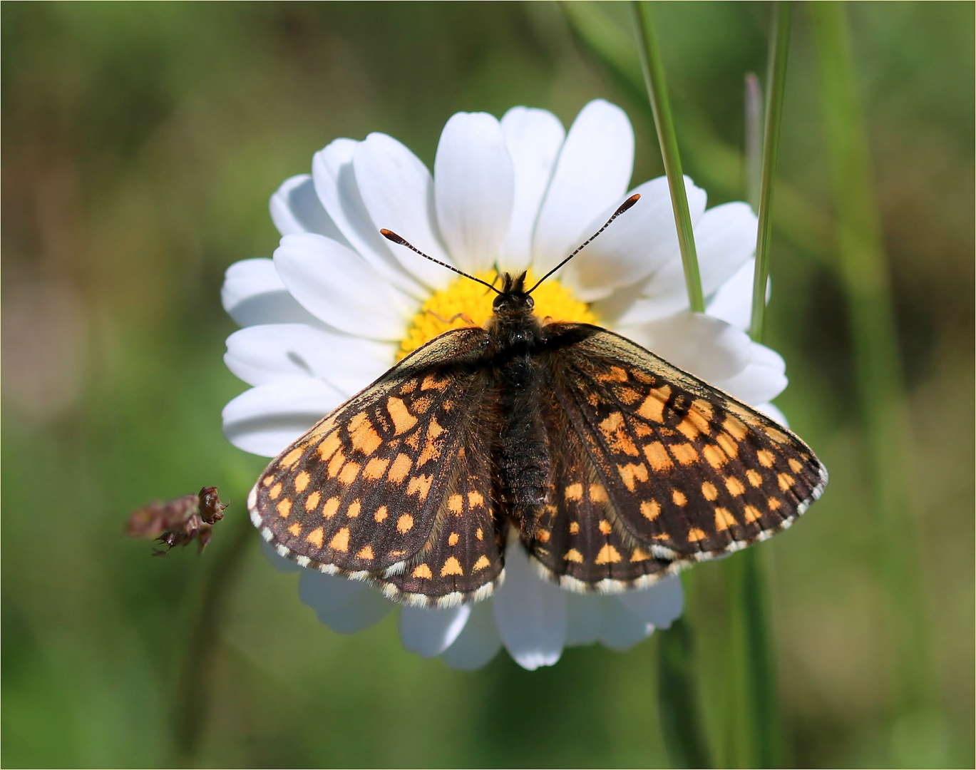 Ehrenpreis-Scheckenfalter (Melitaea aurelia)...