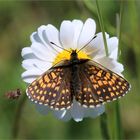 Ehrenpreis-Scheckenfalter (Melitaea aurelia)...