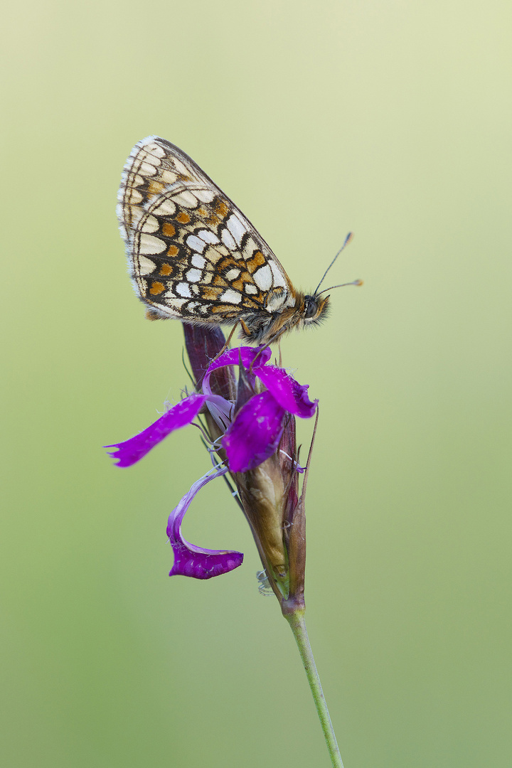 Ehrenpreis-Scheckenfalter / Melitaea aurelia (ND)