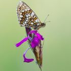 Ehrenpreis-Scheckenfalter / Melitaea aurelia (ND)